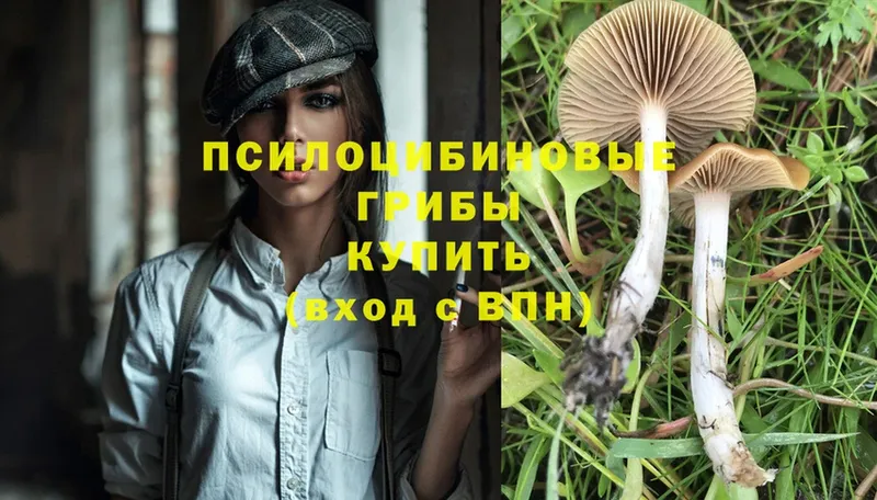 hydra зеркало  как найти   Вичуга  Галлюциногенные грибы MAGIC MUSHROOMS 